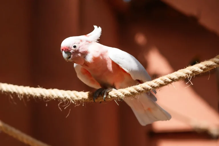 The pink cockatoo