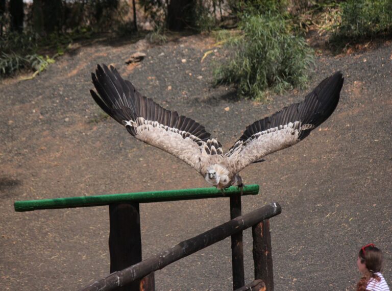Griffon Vulture