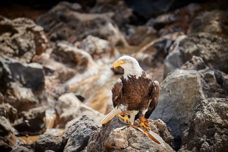 Águila americana