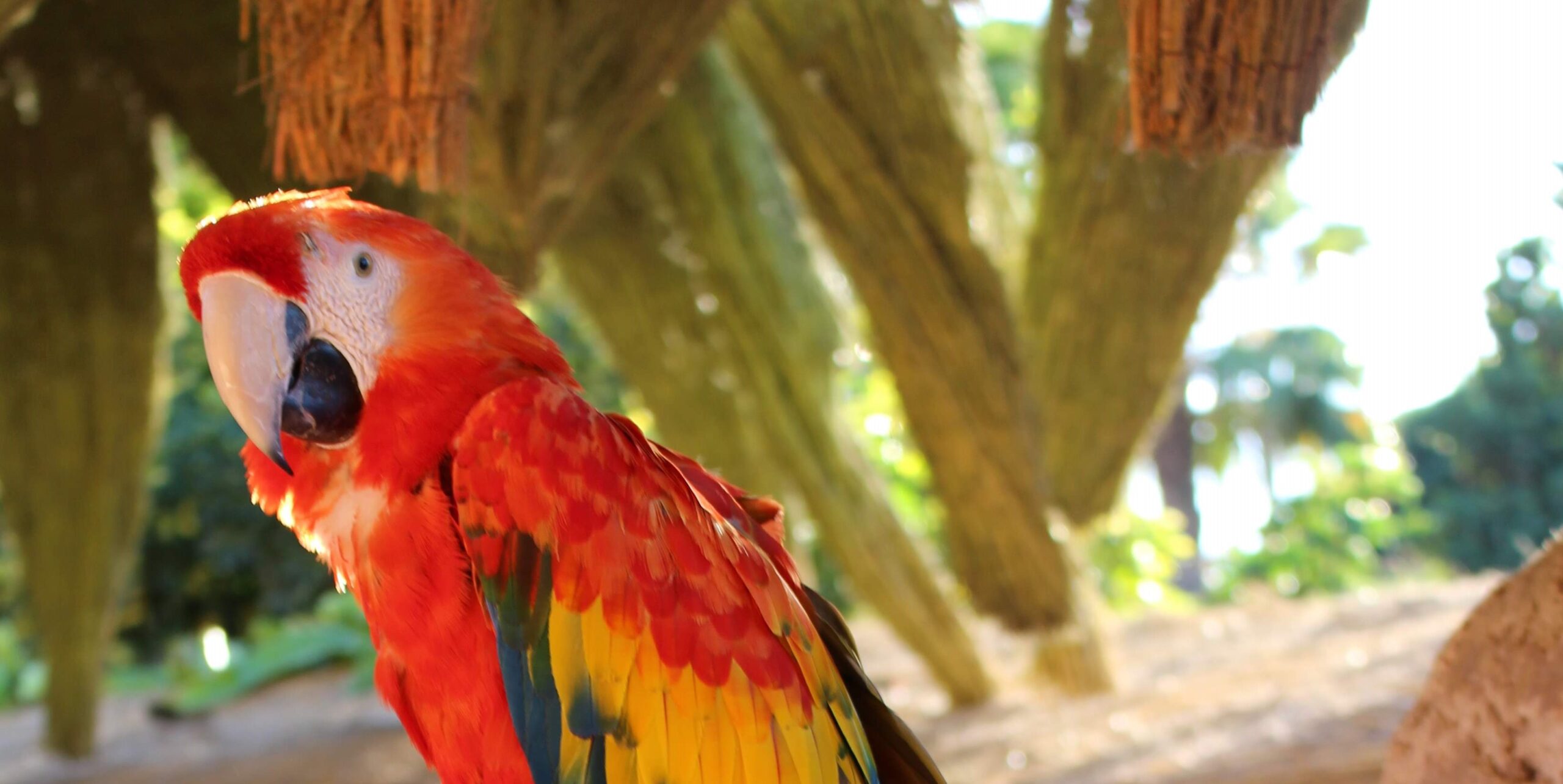 Guacamayo escarlata