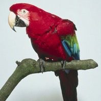 Guacamayo aliverde