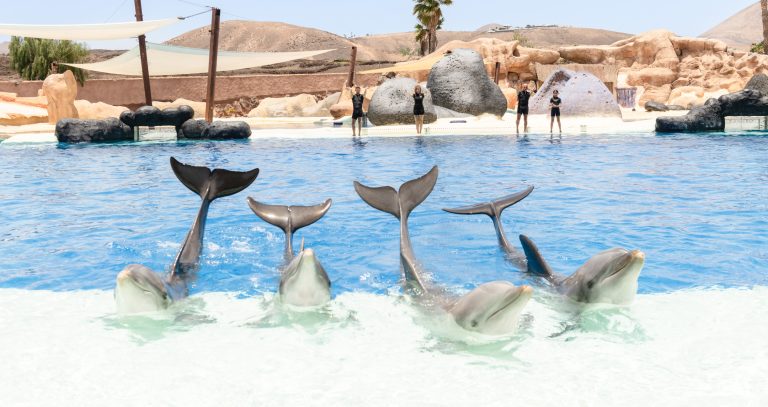 Common bottlenose dolphin