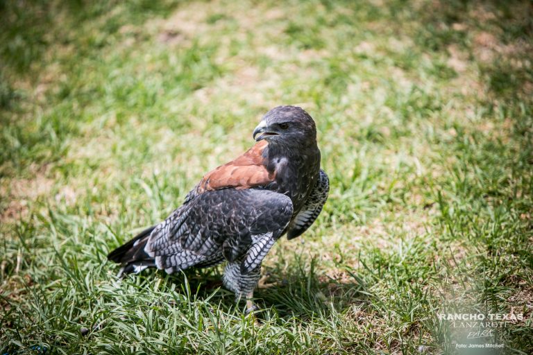 White-tailed Hawk