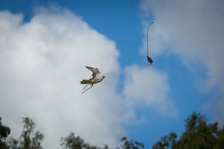 Red-tailed hawk