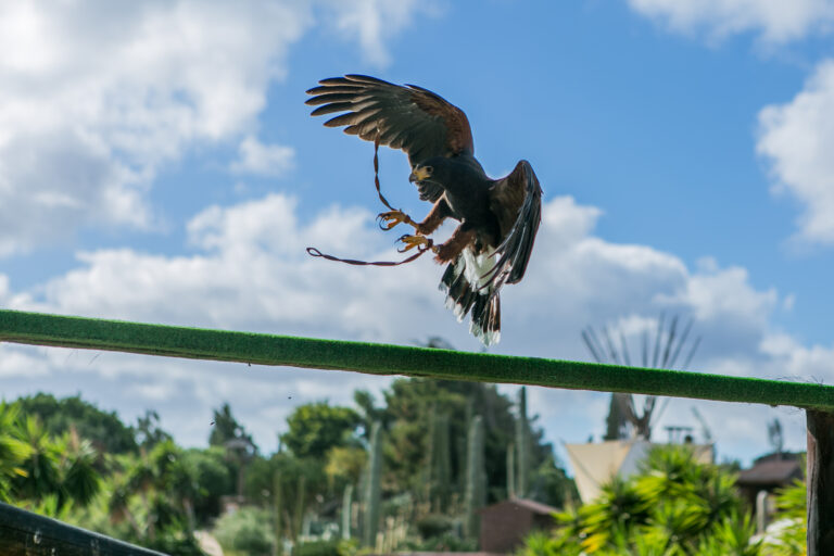 Águila de Harris