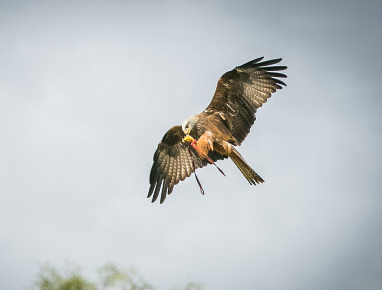 Black Kite